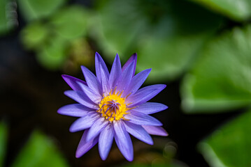 purple and yellow flower