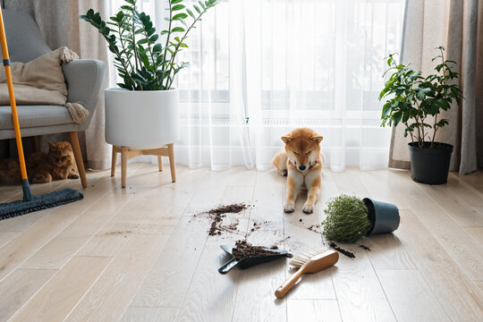 Dropped potted plant and soil on the floor and sad guilty Shiba inu dog with closed eyes. Pet damage