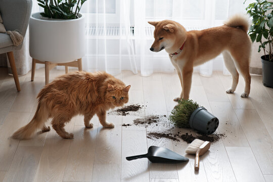Dropped potted plant and soil on the floor and sad guilty dog and cat. Pet damage concept