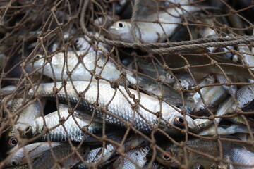 fish stock on shop for sell