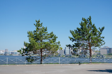 two trees in the city against the background of the sea. Contrast of nature and city. paired trees. nature in the city. Pieces of greenery in the city.