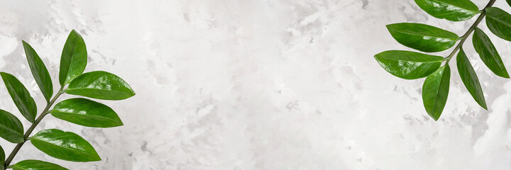 Banner made with natural green branches of zamiokulkas on gray stone background. Front view Copy space
