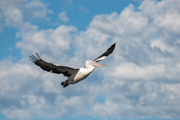 Fototapeta premium Pelican in flight with wings fully spread wide with light clouds and blue sky in the background