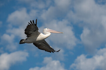 Fototapeta na wymiar Pelican in flight with wings fully spread wide with light clouds and blue sky in the background