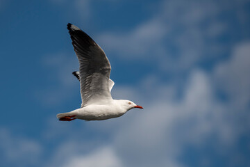 Seagull in flight with wings fully spread with partial white clouds and blue sky in the background