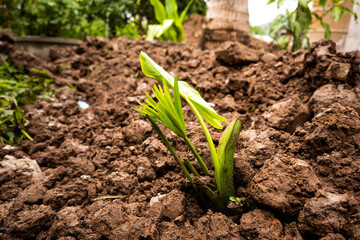 onions growing in the garden
