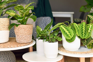 Tropical houseplants like Maranta, Calathea and Philodendron on small side tables in domestic room