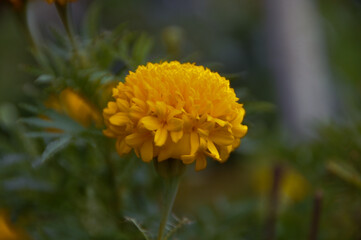 yellow flower in the garden