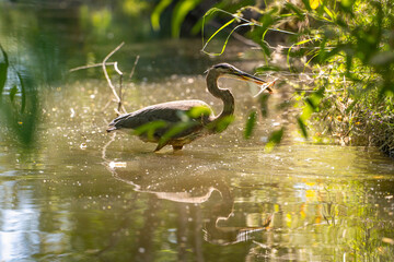 Great blue heron (Ardea cinerea) holds a crayfish in its beak.