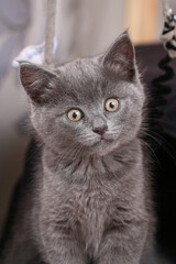 Fototapeta na wymiar Small gray kitten with yellow eyes. Long-haired cute cat.