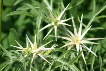 Obraz premium Red star-thistle macro closeup view of it