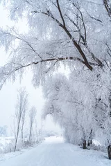 Zelfklevend Fotobehang winter landscape with trees © snvv