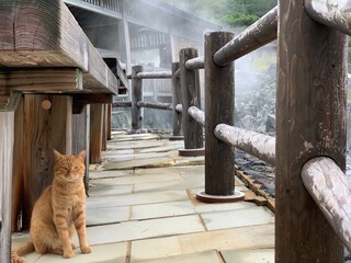 A cat warmed up in the mist