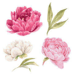 Beautiful floral set with hand drawn watercolor gentle pink peony flowers. Stock illuistration. © zenina