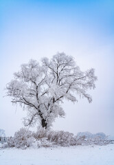 Obraz na płótnie Canvas tree in winter