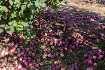 Ripe apples fallen down from apple tree cover the ground, local Oregon farm