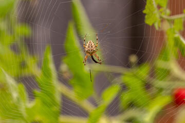 Common garden spider in the middle of the web. A piece of dried prey next to it