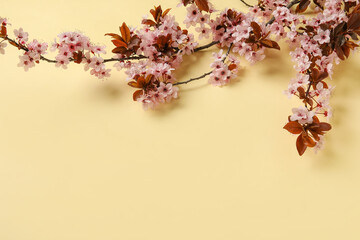 Beautiful blossoming branches on color background