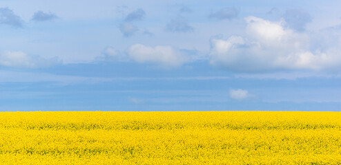Scenic panorama landscape with yellow rapeseed field and sky. Blooming canola flowers. Yellow blossoming rape wallpaper. Spring background.