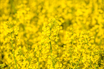 Obraz premium Scenic landscape with yellow rapeseed field. Blooming canola flowers close-up. Yellow flowering rape wallpaper.