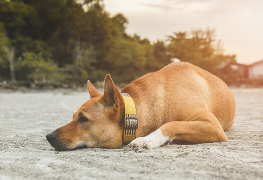 Sad dog sleeping on the beach.