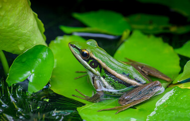 Green paddy frog in nature.