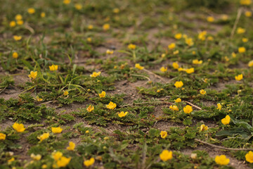 flower, nature, flowers, yellow, spring, field, summer, dandelion, green, meadow, grass, plant, flora, blossom, garden, beauty, color, beautiful, bloom, floral, bright, outdoors, season, blooming, pet