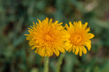 flower, yellow, nature, dandelion, plant, summer, garden, spring, flowers, macro, green, floral, blossom, grass, petal, bloom, field, beauty, flora, meadow, daisy, beautiful, bright, petals, close