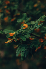 nature, plant, leaf, green, orange, tree, fruit, leaves, garden, red, bush, flower, berry, autumn, branch, agriculture, food, natural, season, ripe, yellow, growth, fall, berries, foliage