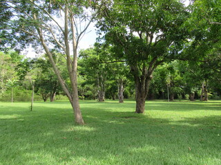 Obraz premium Green floor