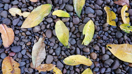Fallen leaves on wet rock