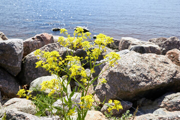 flowers on the rocks