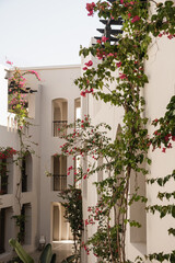 Tropical plants with beautiful red flowers and green leaves against beige building with sunlight shadows. Resort concept