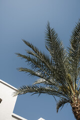 Summer exotic tropical palm tree leaves against blue sky. Summer travel background