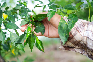 Hand farmer holding branch green pepper for growth check. agriculturist experimenting with growing vegetables with organic. modern agriculture concept.