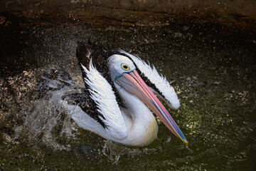 Pelican washing its body and feathers in the water at Taronga Zoo