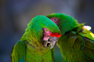 コンゴウインコ　ペア