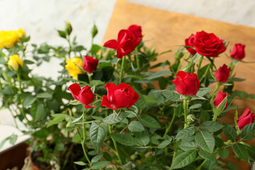 Obraz na płótnie Canvas Beautiful roses in box on light background, closeup