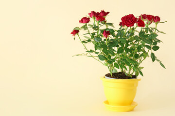 Beautiful red roses in pot on color background