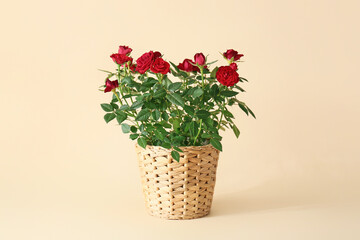 Fototapeta na wymiar Beautiful red roses in pot on color background