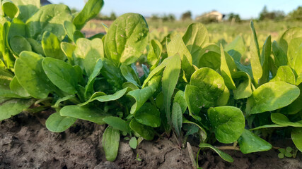 Spinach growing in garden. Home grown organic spinach leaves in vegetable bed.