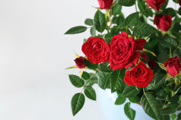 Beautiful red roses in pot on white background, closeup