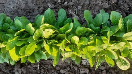 Spinach growing in garden, top view. Home grown organic spinach leaves in vegetable bed.