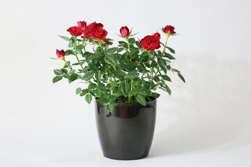 Beautiful red roses in pot on white background