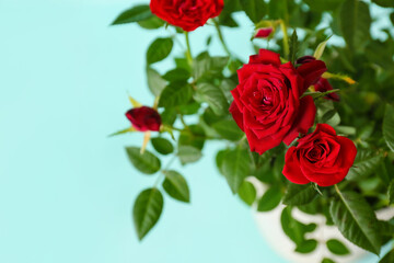 Beautiful red roses in pot on color background, closeup