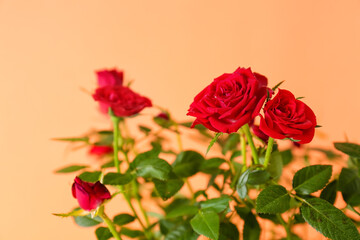 Fototapeta premium Vibrant red rose bush with lush green leaves and delicate water droplets on petals against a soft orange background, fresh beauty and intricate details of the rose petals and foliage