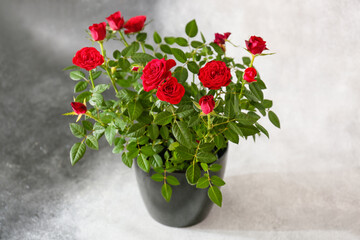Beautiful red roses in pot on black and white background