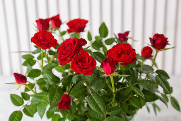 Beautiful red roses in pot on light background, closeup