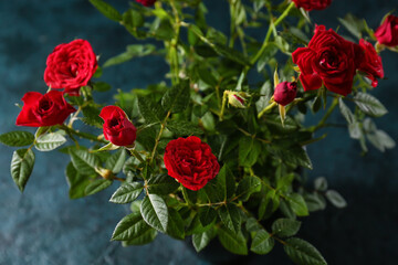 Beautiful red roses on dark background, closeup