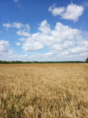 wheat field and sky